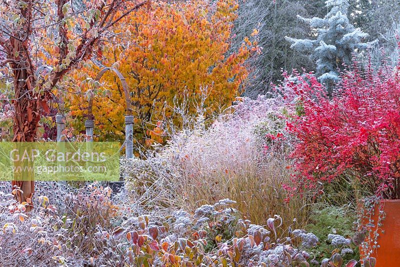 The fiery hues of a late fall garden are tempered by a blue conifer and heavy frost.