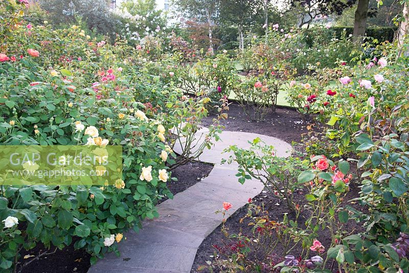 Rose garden at Laskey farm Cheshire