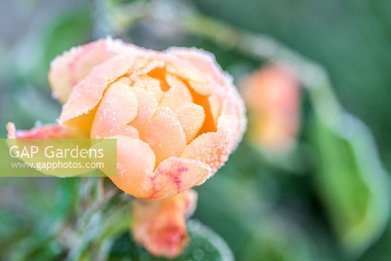 Rosa 'Golden Anniversary' with frost in Winter. 