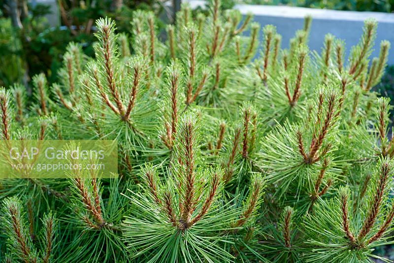 Pinus x densithunbergii 'Jane Kluis' - Japanese red pine