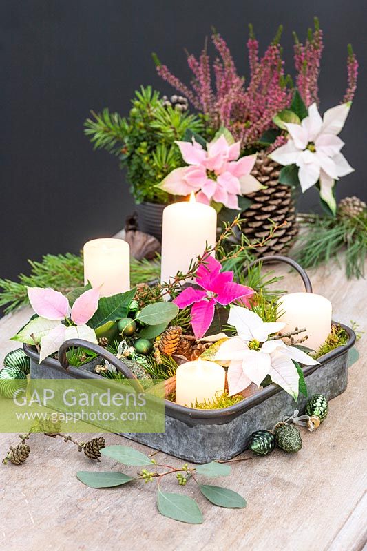 Metal tray advent arrangement with white pillar candles, poinsettia flowers. cones, moss and baubles