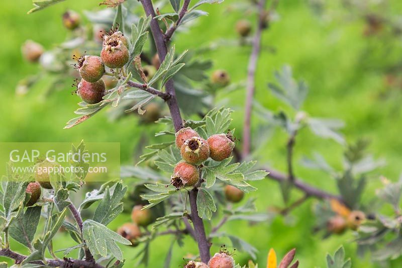 Crataegus tanacetifolia - Tansy-leaved Hawthorn