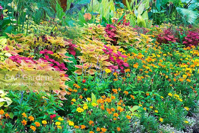 Tagetes - Marigold flowers, Solenostemon - Coleus, Cyperus papyrus - Egyptian Paper Rush, Colocasia - Elephant Ears plants in mixed border