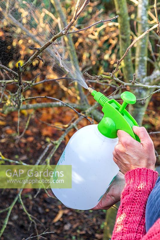 Woman applying Winter wash to fruit tree in December using a sprayer