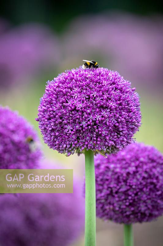 Allium 'Ambassador' with Bumblebee