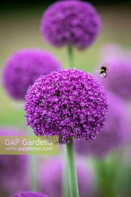 Allium 'Ambassador' with Bumblebee in flight