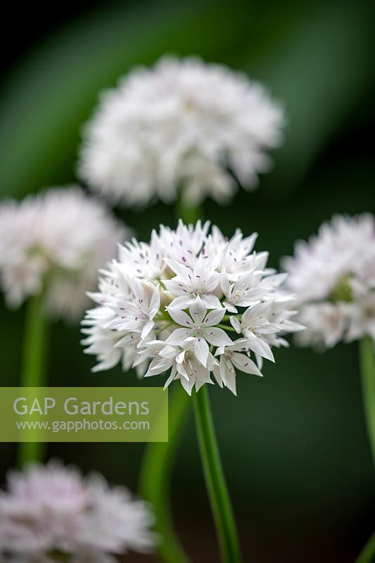 Allium amplectens 'Graceful Beauty' - Narrowleaf Onion