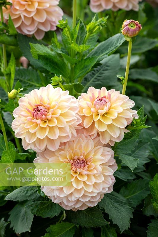 Dahlia 'Maya'