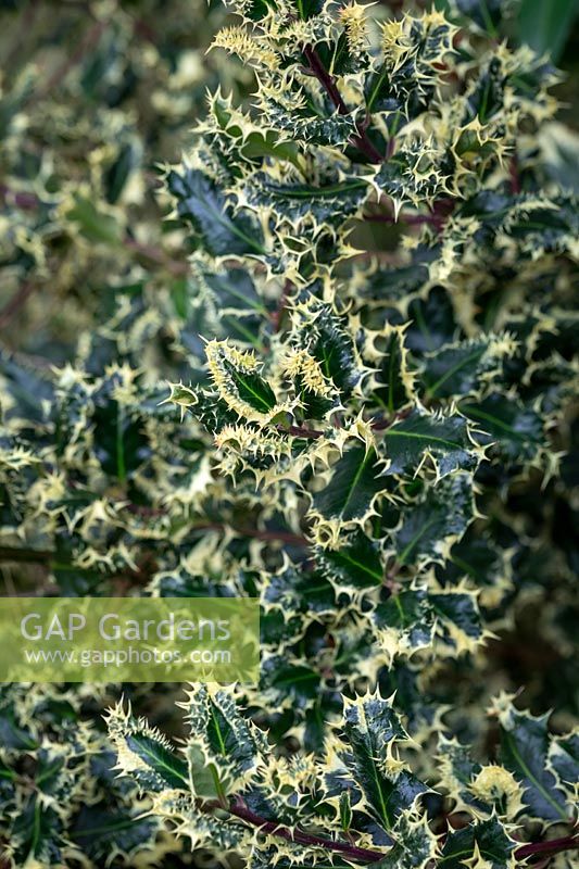 Ilex aquifolium 'Ferox Argentea' AGM - Holly