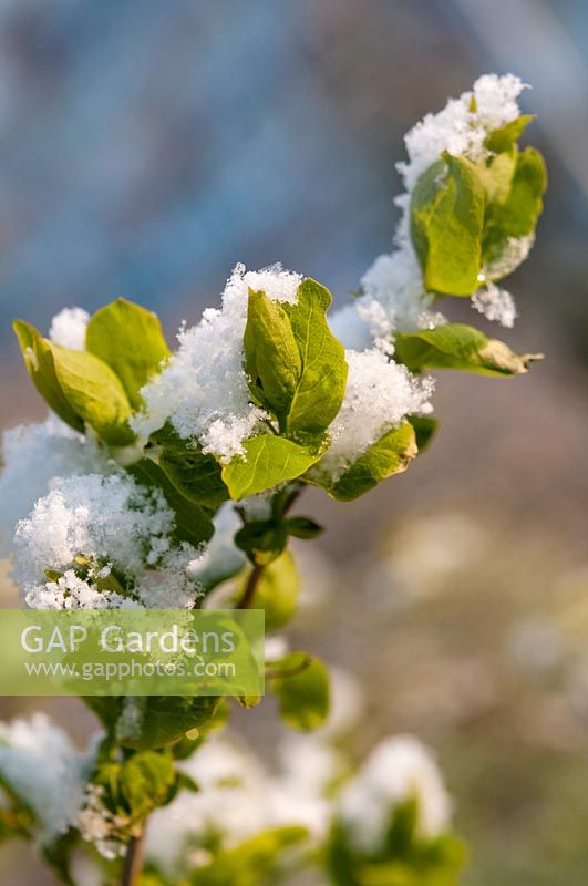 Lonicera - Honeysuckle with unfolding green leaves covered by snow