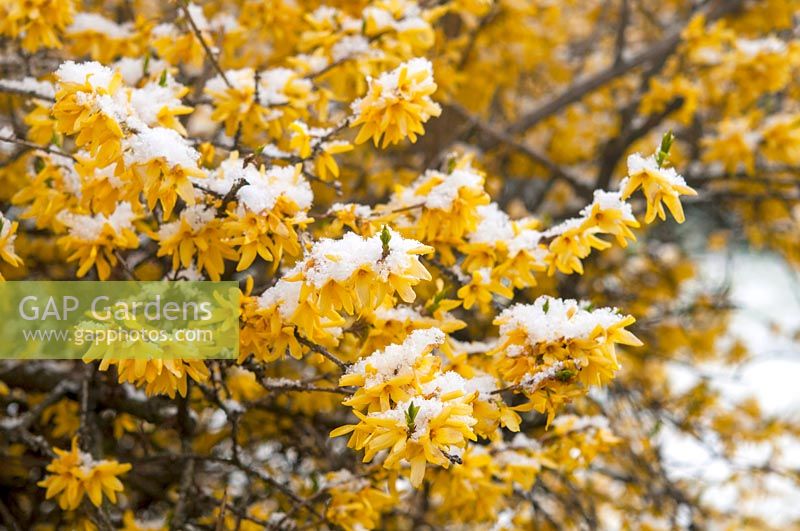Forsythia koreana - Korean Goldenbell tree under snow in March