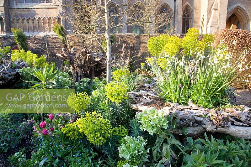 Colourful spring planting in the Stumpery Garden with helleborus, Euphorbia, Leucojum, tulips, fritillaries and Pulmonaria. Arundel Castle, West Sussex, UK.