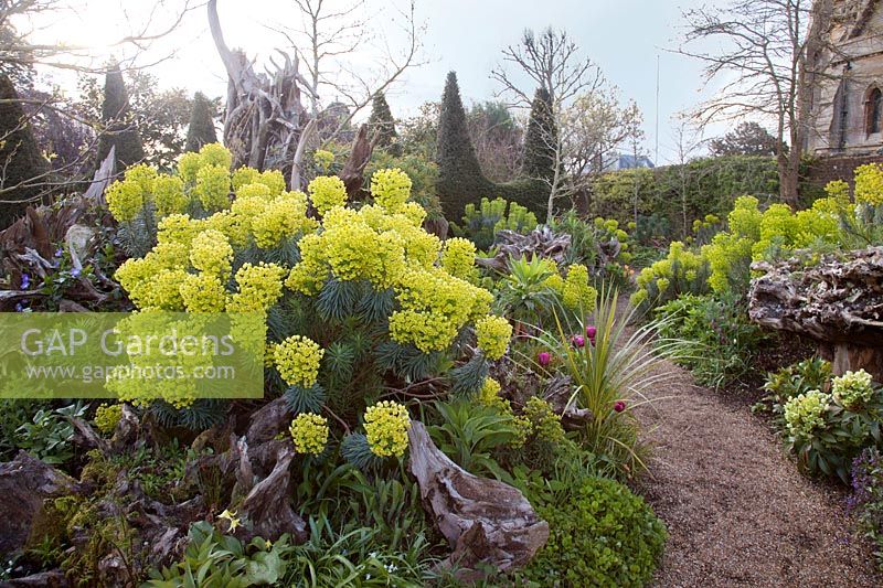 Dramatic display of Euphorbia characias in spring border. The Stumpery Garden, Arundel Castle, West Sussex, UK.
