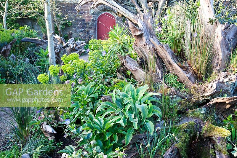Dramatic spring planting in the Stumpery Garden, with Helleborus, Euphorbia and Vinca. Arundel Castle, West Sussex, UK.
