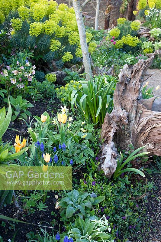 Spring planting of tulips, Muscari, Erythronium, vinca, hellebores and Euphorbia growing around decorative tree stump. The Stumpery Garden, Arundel Castle, West Sussex, UK. 