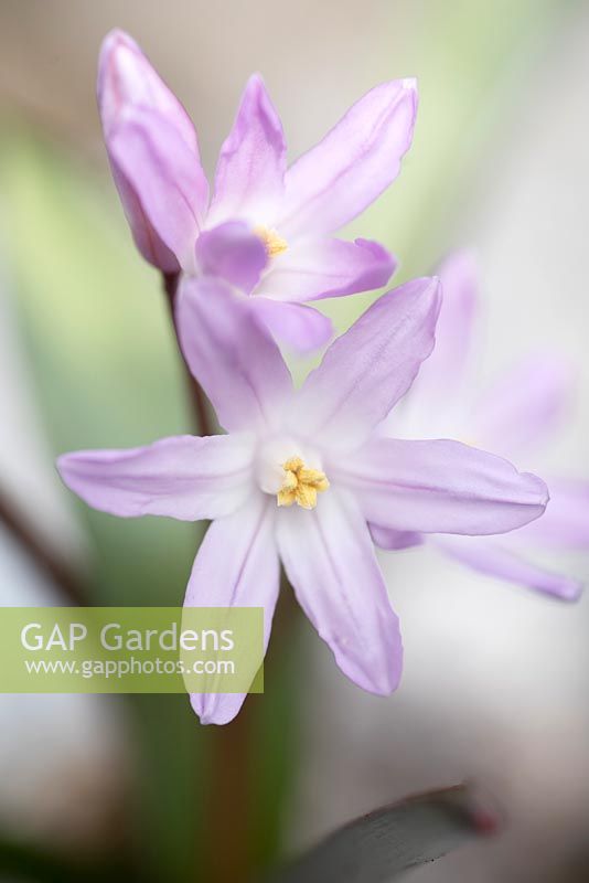 Chionodoxa x forbesii 'Pink Giant' - Glory of the Snow in March. 