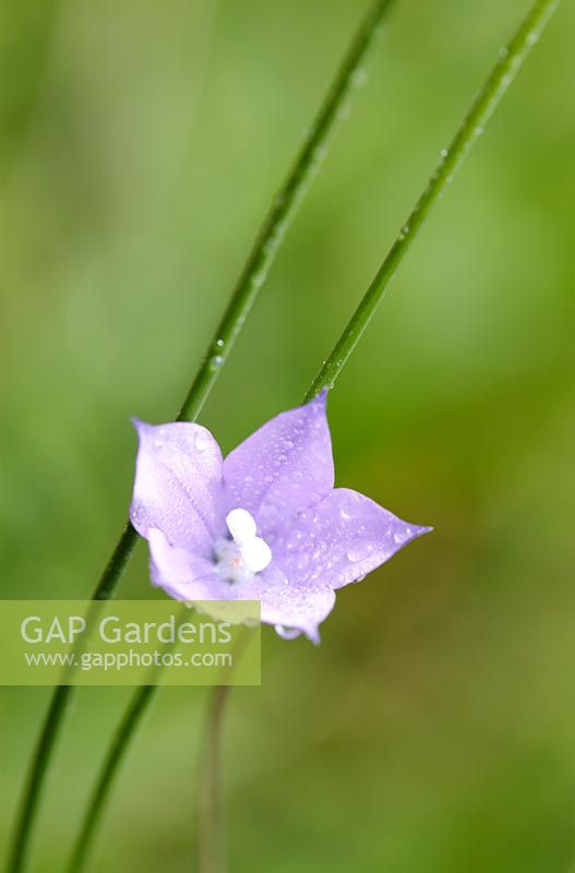 Wahlenbergia grandiflora - Drakensberg bellflower
