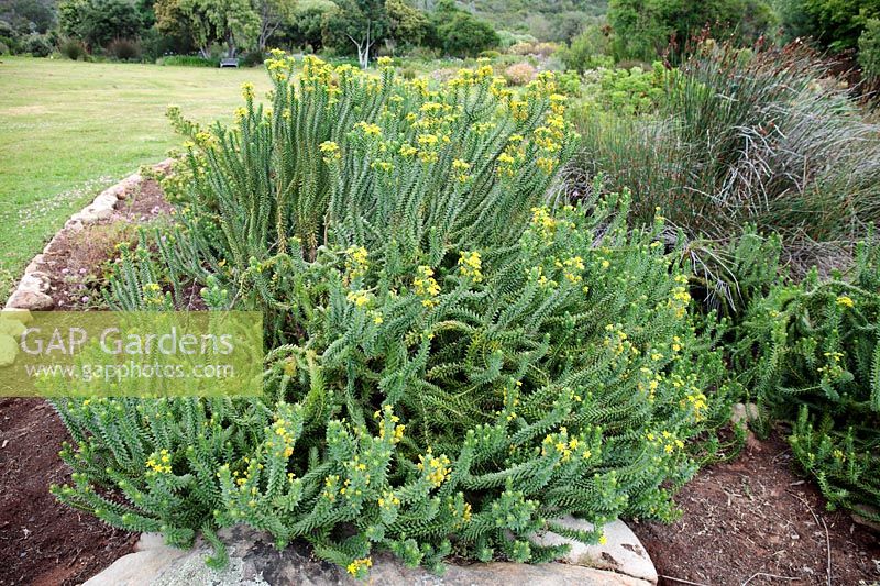 Euryops lateriflorus