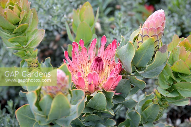 Protea eximia - Broad-leaf sugarbush 