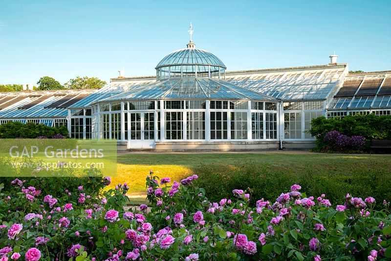 A large bed containing Rosa 'Jacques Cartier' in front of the conservatory at Chiswick House Gardens, Chiswick House, UK