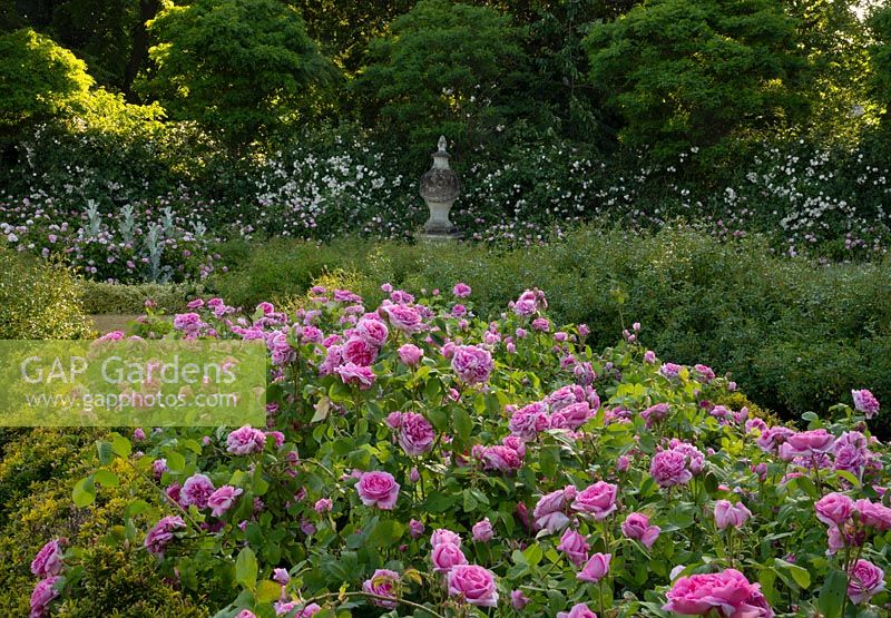 A large bed containing Rosa 'Jacques Cartier' in the Italian Garden at Chiswick House Gardens, Chiswick House