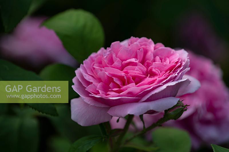 Rosa 'Jacques Cartier' 