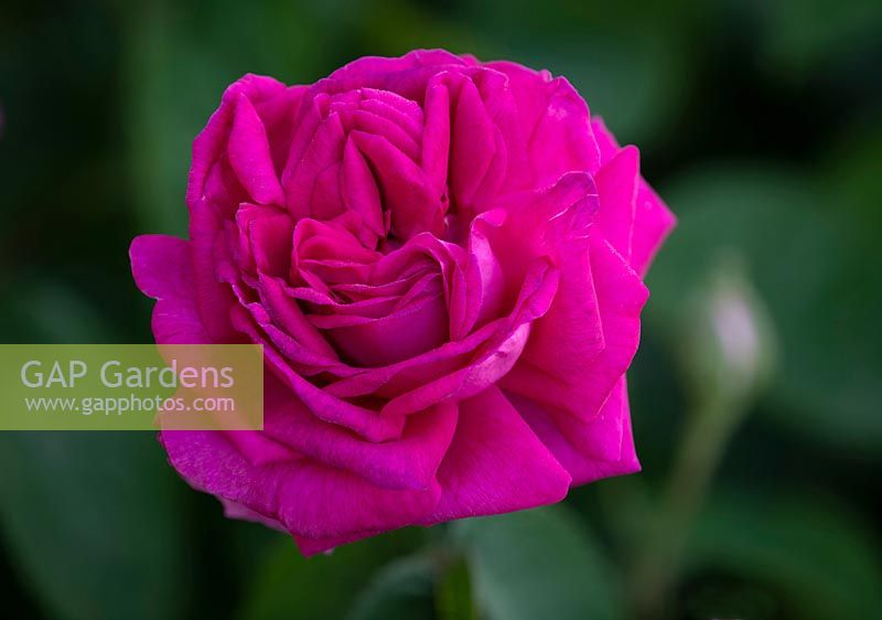 Rosa, a deep pink rose at Chiswick House Gardens