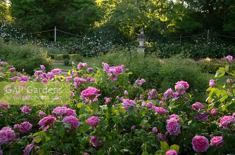 Rosa 'Jacques Cartier' 