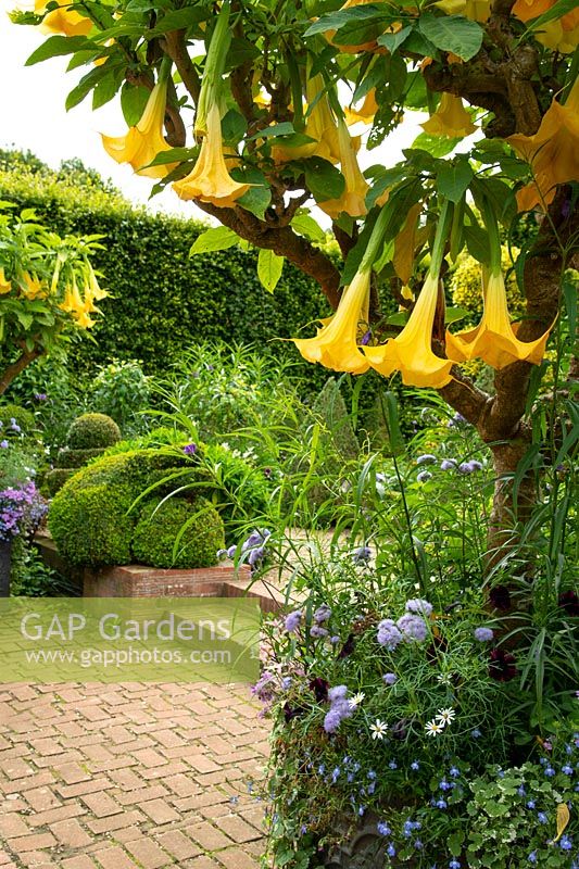 Brugmansia x candida 'Grand Marnier' - Angel's Trumpet and Ageratum in a paved area at East Ruston Old Vicarage