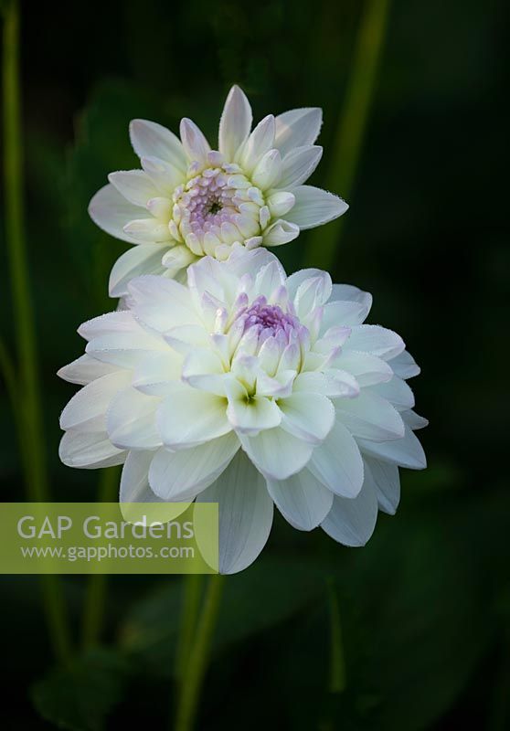 Dahlia 'Eveline' 