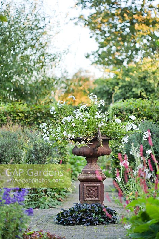 Metal urn on a plinth planted with  Solanum laxum 'Album'.