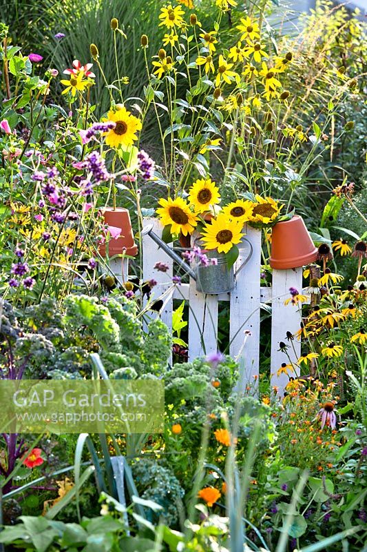 Bunch of sunflowers in a watering can hanging on a garden gate in kitchen garden. 