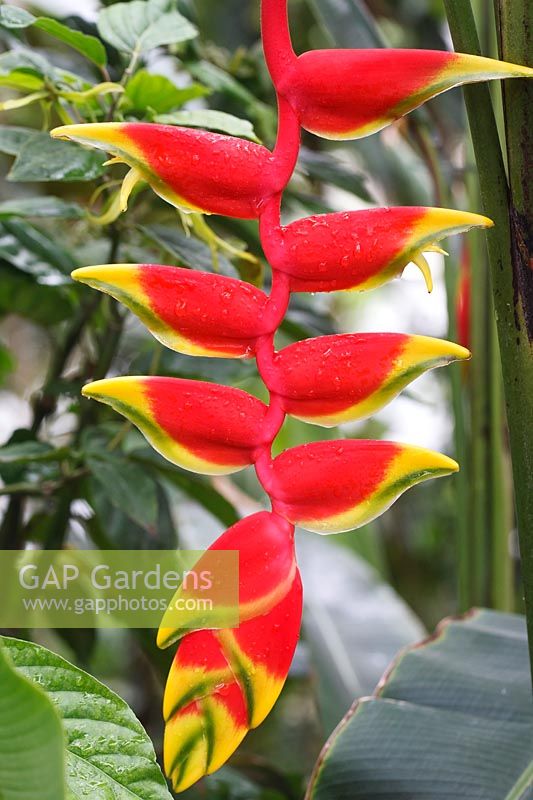 Heliconia rostrata - False bird of paradise