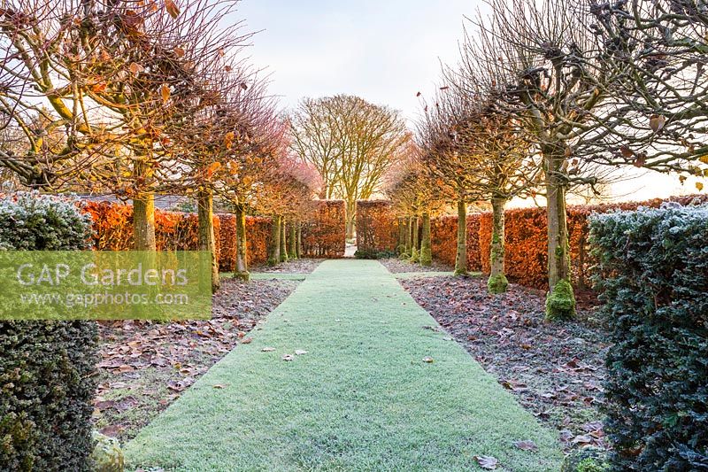 The Lime Allee on a frosty December morning. Planting includes: a beech hedge 'Fagus' and non-suckering limes, Tilia platyphyllos 'Rubra' with their bright red new growth catching the low dawn light.