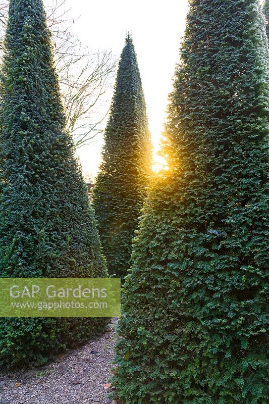 The rising sun behind clipped yew pyramids 'Taxus baccata' in the Well Garden on a frosty December morning