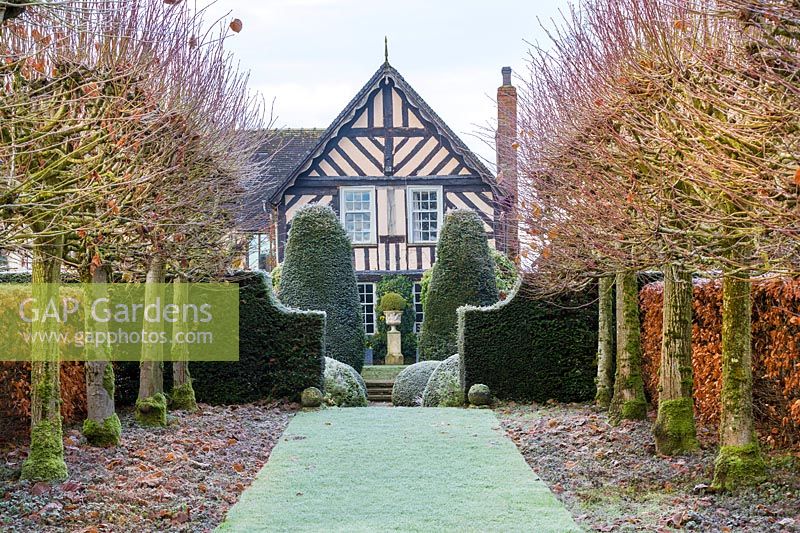 The Lime Allee at Wollerton Old Hall Garden, Shropshire - Beech hedge 'Fagus' and non-suckering limes, Tilia platyphyllos 'Rubra'