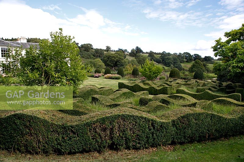 Topiary waves interspersed with grasses at Grendon Court, Herefordshire, UK.