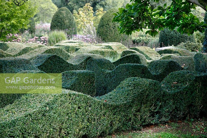 Topiary waves interspersed with grasses at Grendon Court, Herefordshire, September
