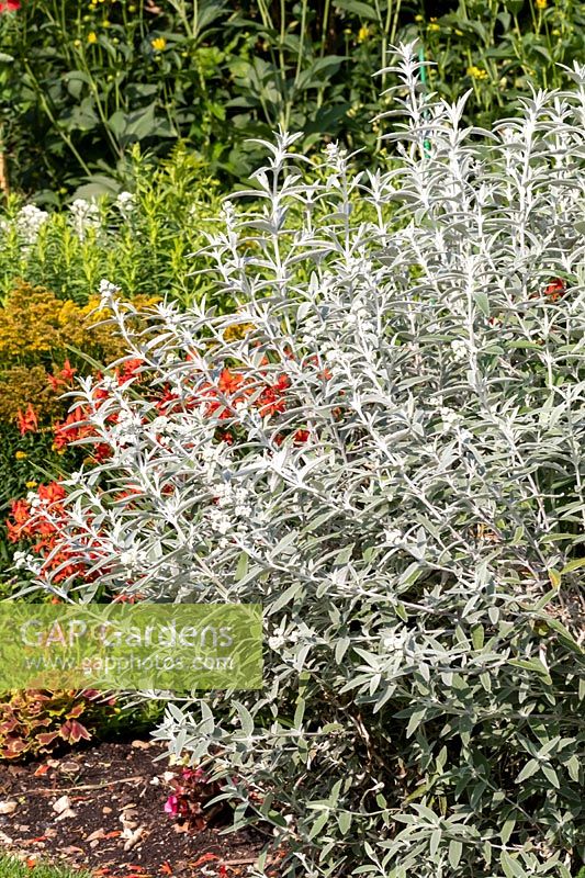 Buddleja 'Silver Anniversary' - Butterfly Bush