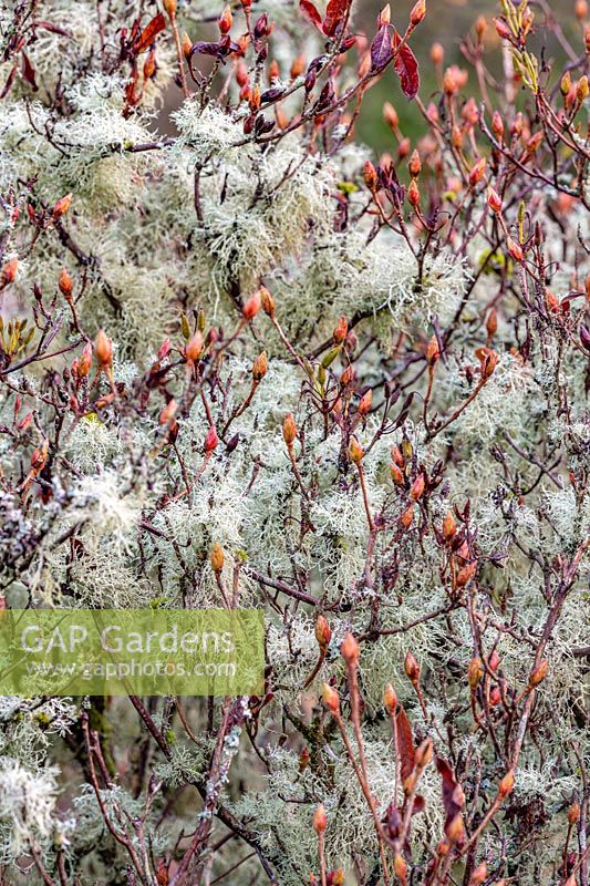 Ramalina farinacea  - Cartilage strap lichen