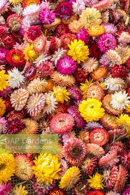 Everlasting flowerheads displayed in wooden tray
