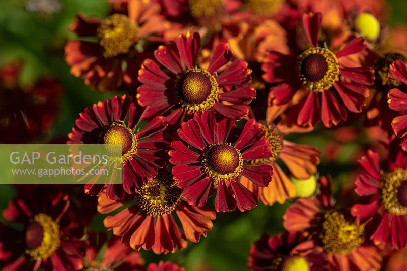 Helenium 'Bonbini'