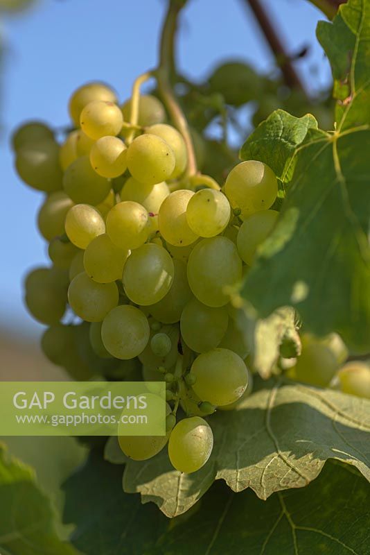 Vitis vinifera - 'Grape 'Diamant'
