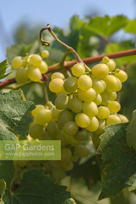 Vitis vinifera - 'Grape 'Diamant'