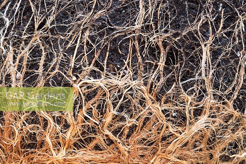 Congested roots of Pennisetum xadvena 'Rubrum' - Ornamental Grass plant removed from container