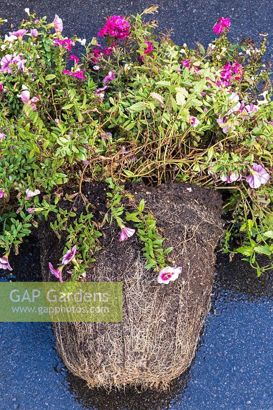 Bacopa - Water Hyssop, Calibrachoa 'Million Bells' and Verbena flowers plant removed from container and showing congested roots