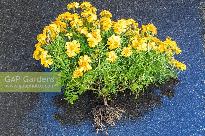 Uprooted Tagetes - French Marigold plant showing root system