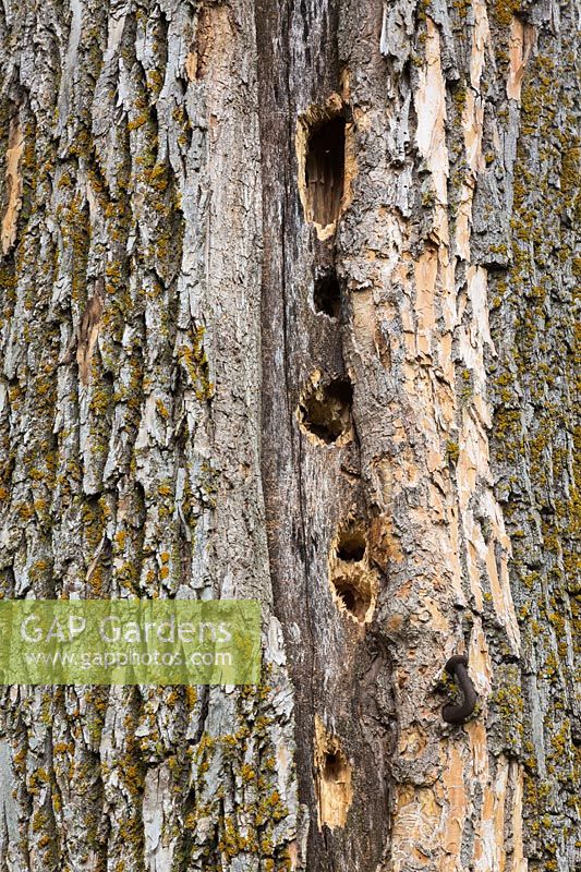 Holes made in deciduous tree trunk by woodpeckers in search of insects