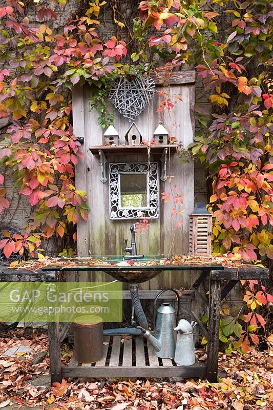 Moulded clear glass sink in old wooden vanity decorated with birdhouses and Ampelopsis - Virgin vines growing on wall in backyard garden