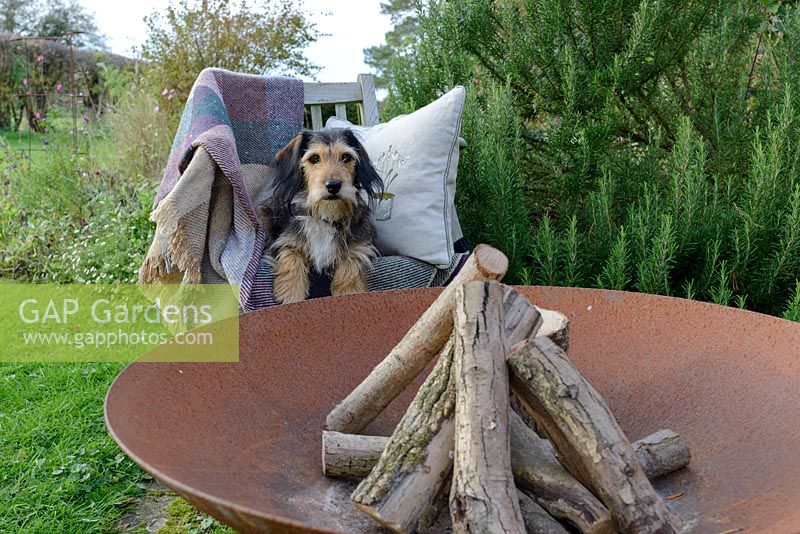 Lottie the dog, a terrier crossed with a spaniel, waiting on a wooden seat with a snowdrop cushion for the Fire Pit to be lit.